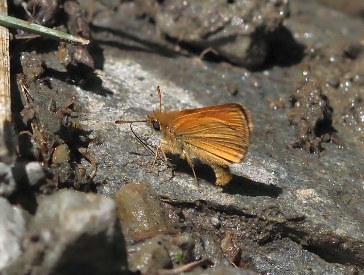 aiuto id. Hesperidae