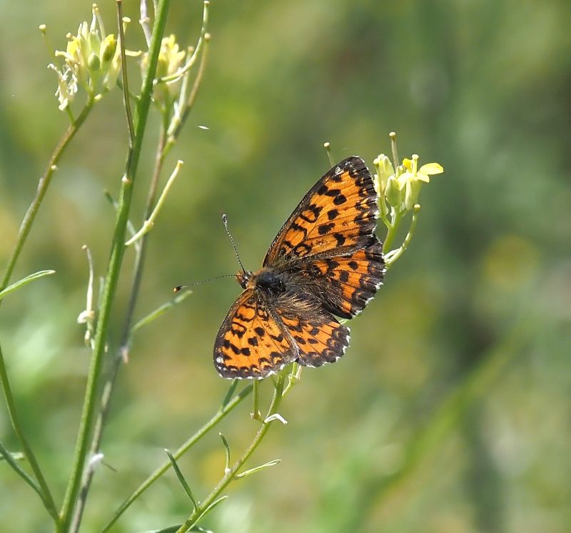Melitaea trivia (?)