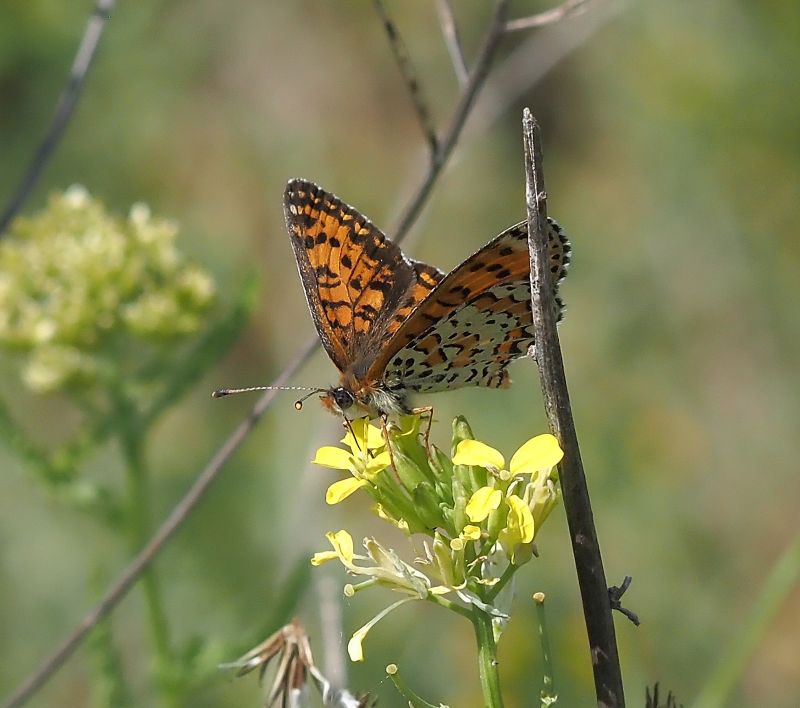 Melitaea trivia (?)