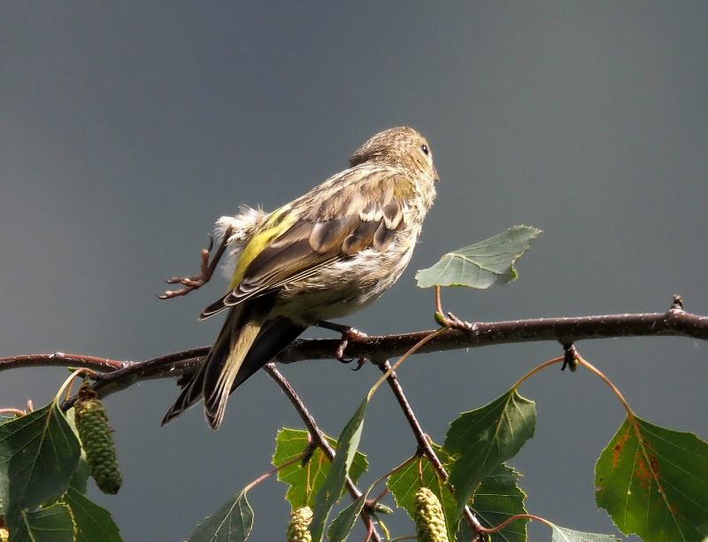 aiuto id., forse Lucherino ?