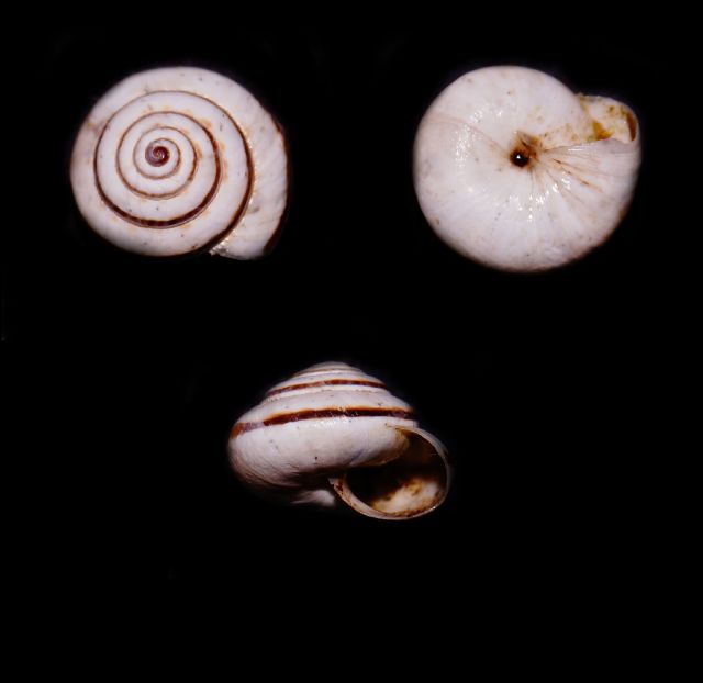 Auito identificazione5