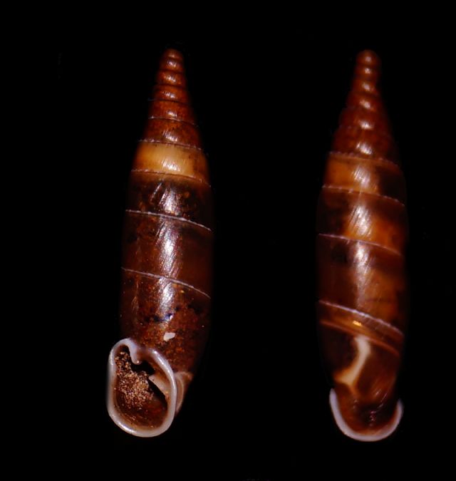 Clausiliidae2