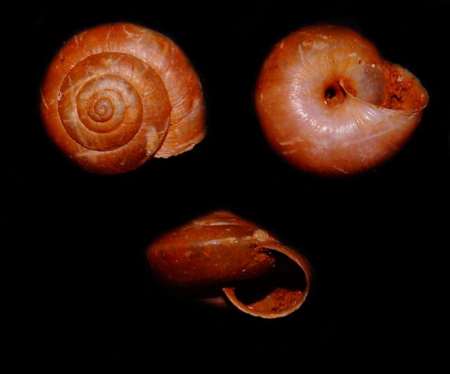 Auito identificazione7