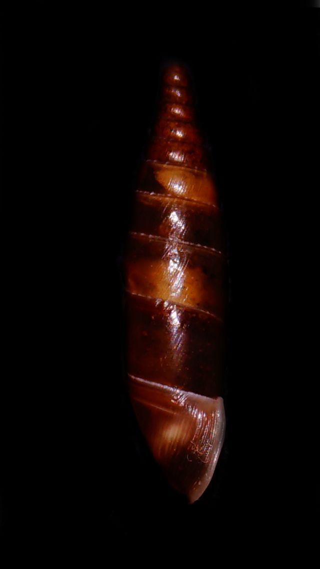 Clausiliidae2