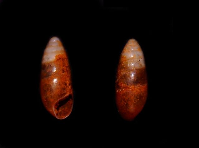 Hypnophila pupaeformis