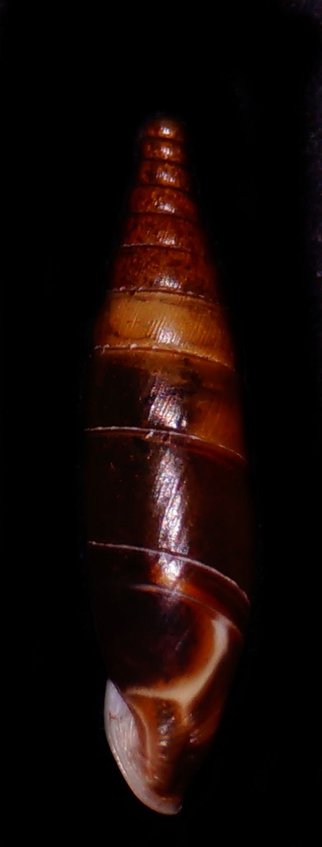Clausiliidae2