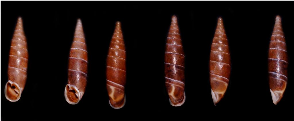 Clausiliidae2