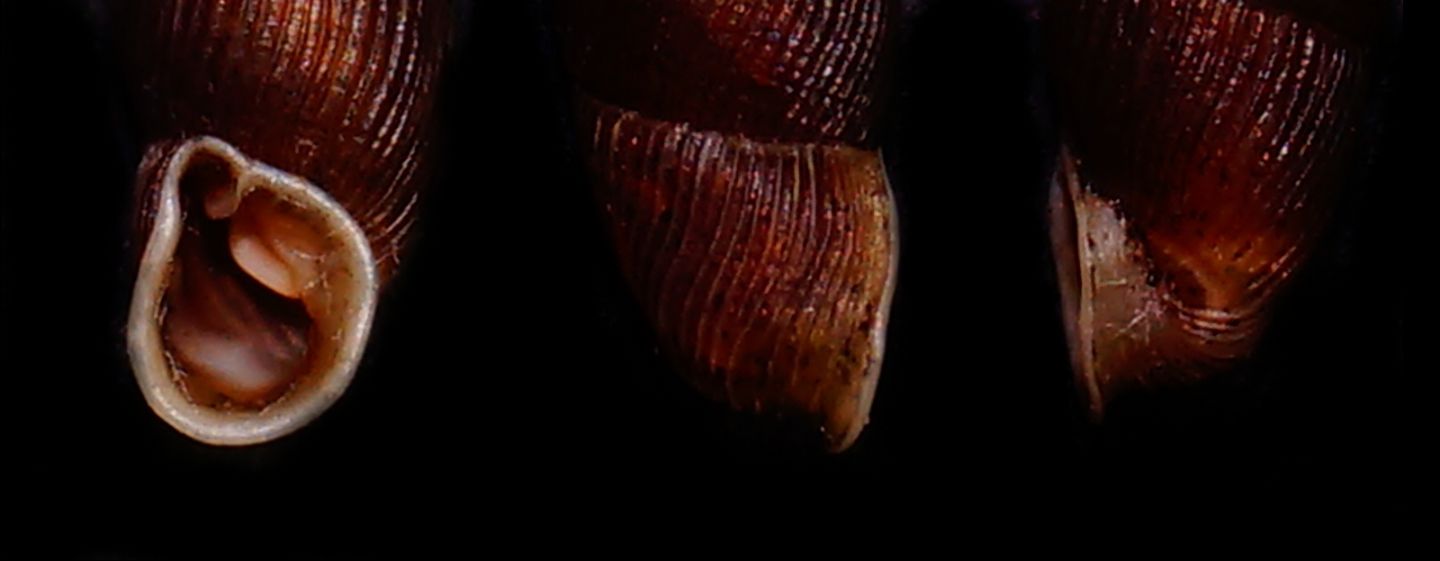 Clausiliidae4
