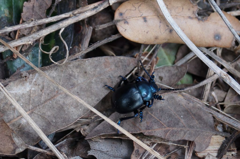 Timarcha nicaeensis, maschio, Chrysomelidae