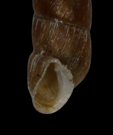 Clausiliidae 3