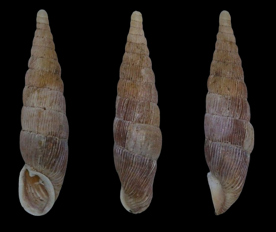 Clausiliidae 2