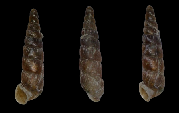 Clausiliidae 3