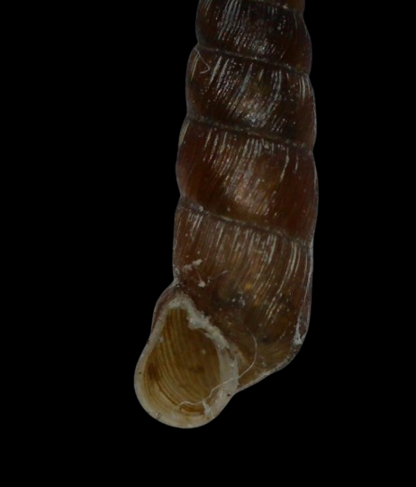 Clausiliidae 3