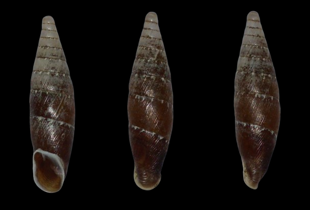 Clausiliidae 4