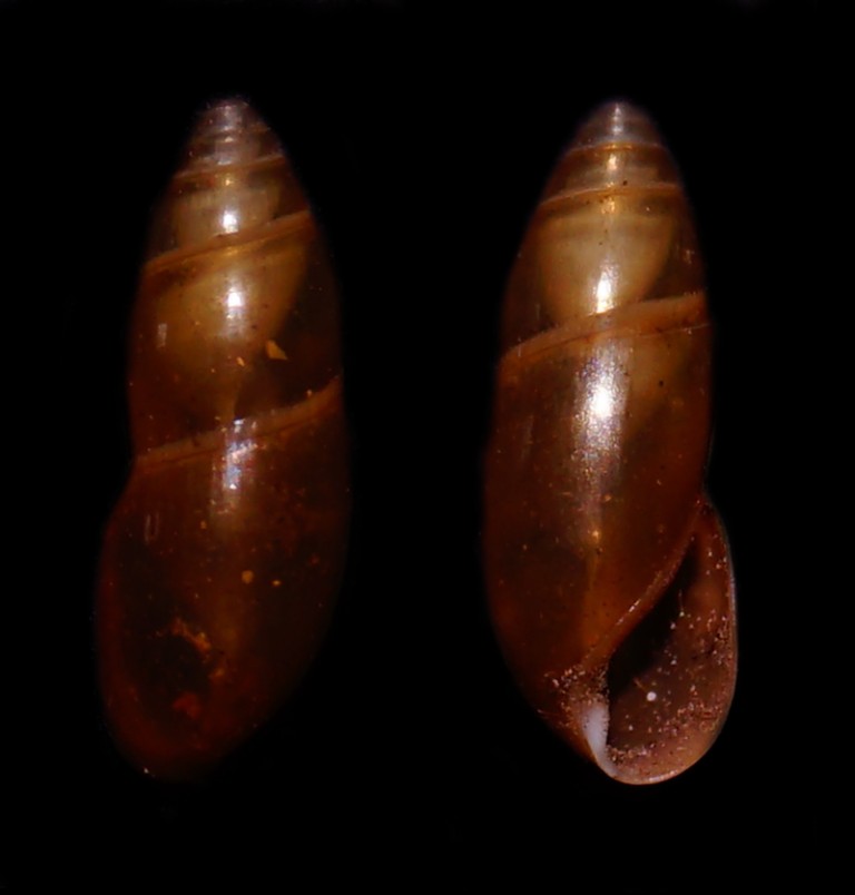 aiuto identificazione4