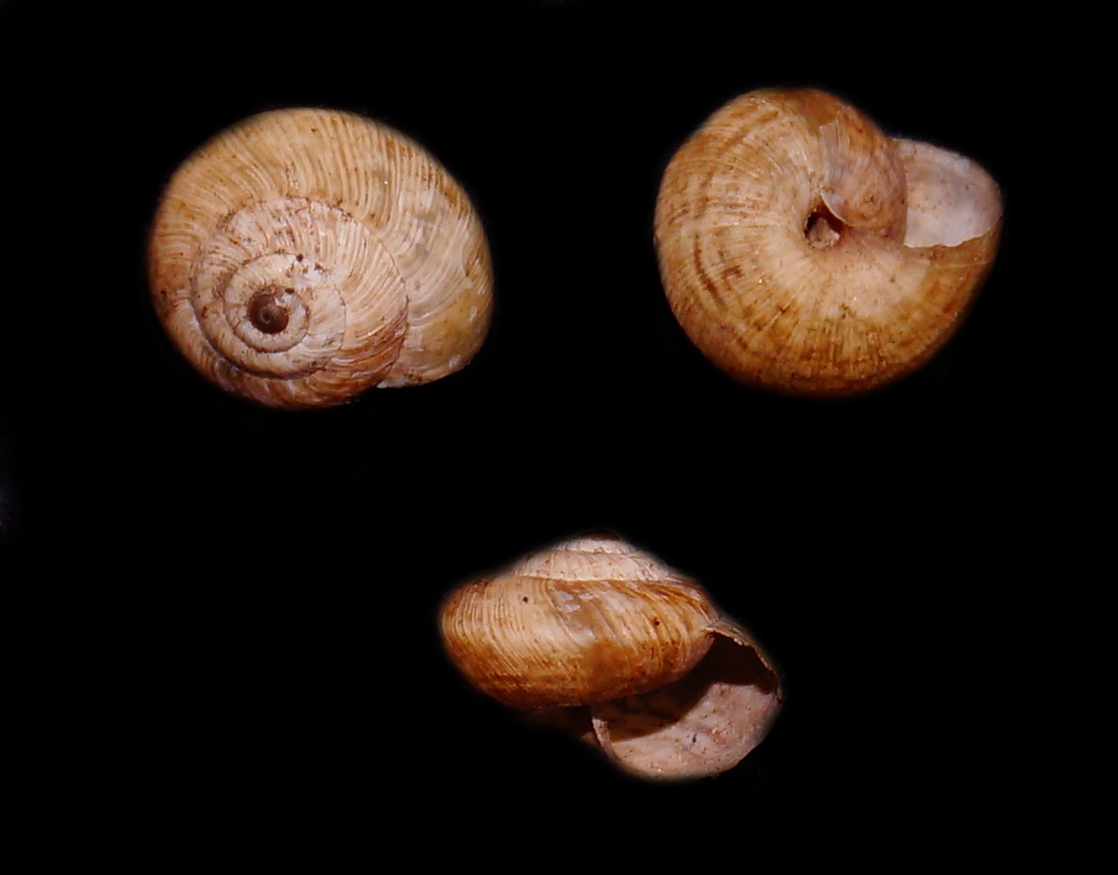 aiuto identificazione1