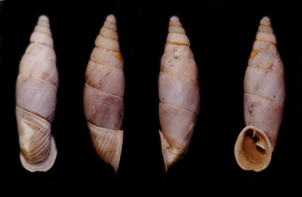 Medora contraca - Krka - Croazia