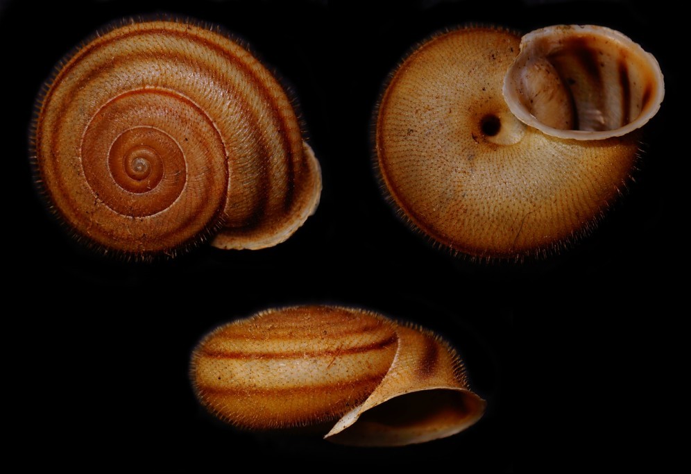 Helicidae