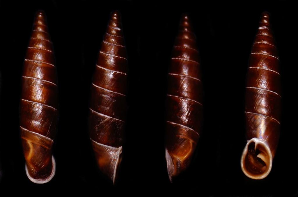 Clausiliidae2