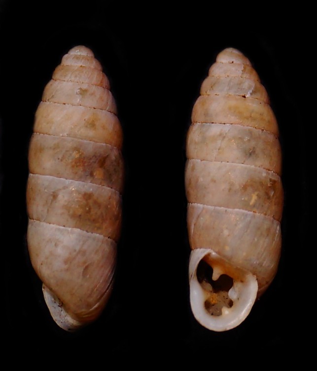 aiuto identificazione2