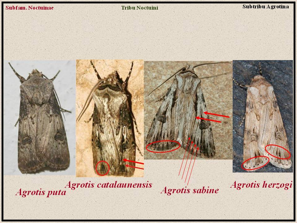 Agrotis catalaunensis - Noctuidae 160817