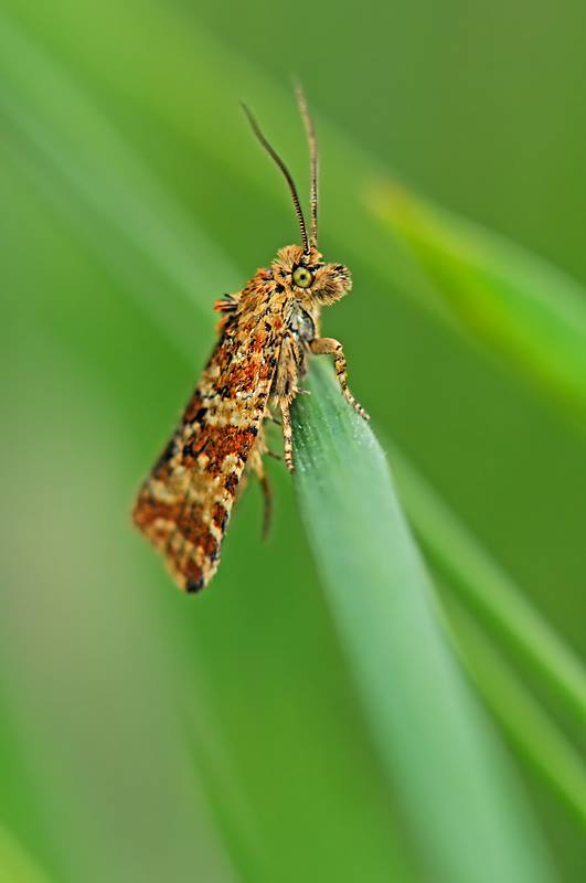 Tortricidae da id.- Phiaris predotai