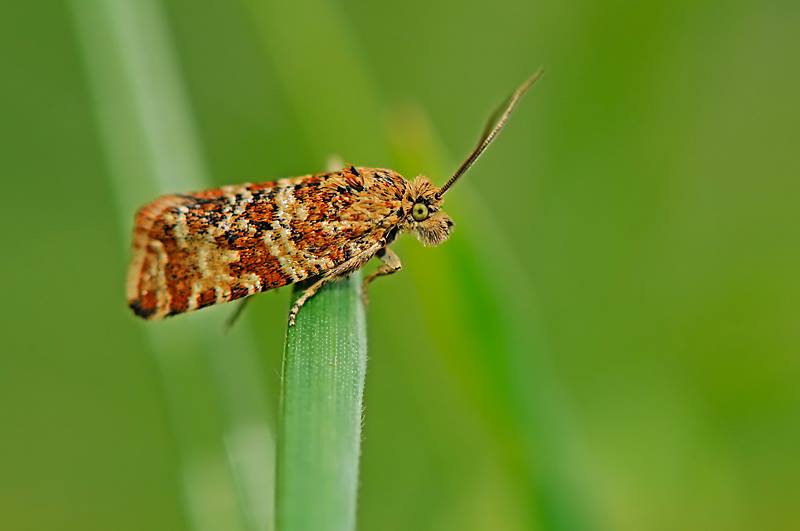 Tortricidae da id.- Phiaris predotai