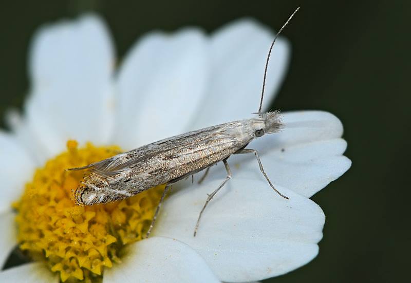 Micro da id .  Gelechiidae - Isophrictis anthemidella (Cfr)