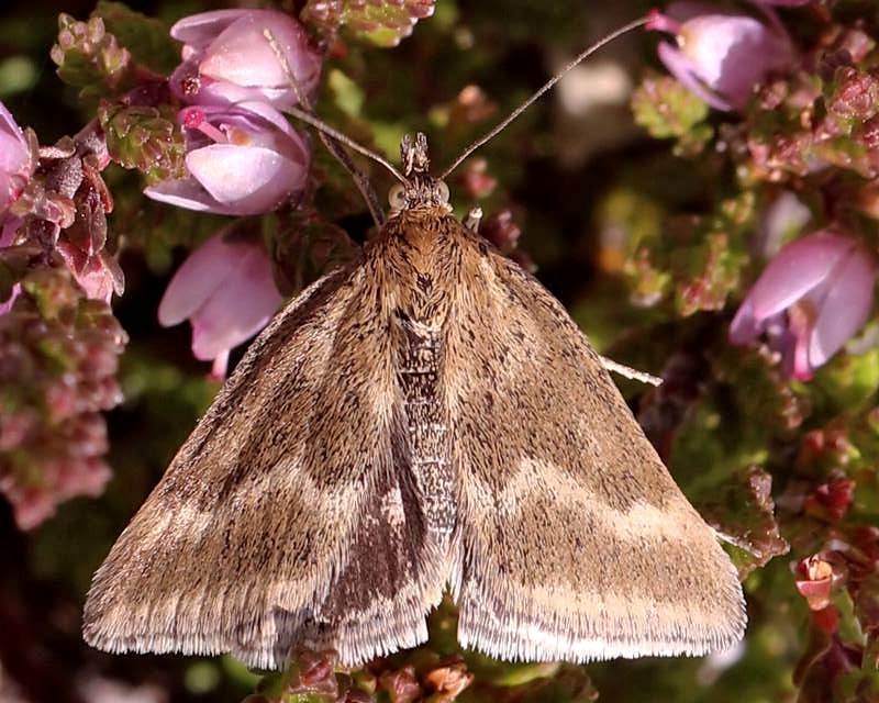 Falena da id.: Pyrausta aerealis- Crambidae