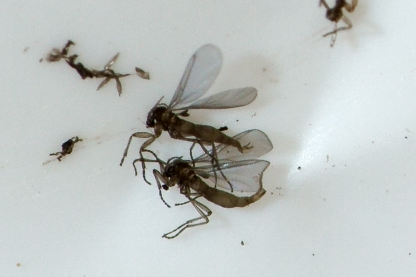 Minuscoli insetti (a migliaia!): Sciaridae o Cecidomyiidae