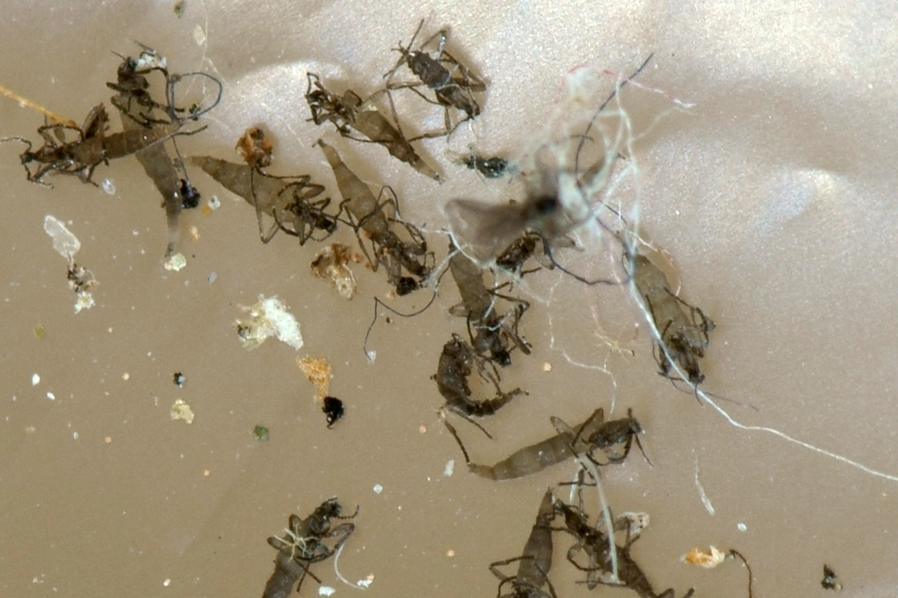 Minuscoli insetti (a migliaia!): Sciaridae o Cecidomyiidae