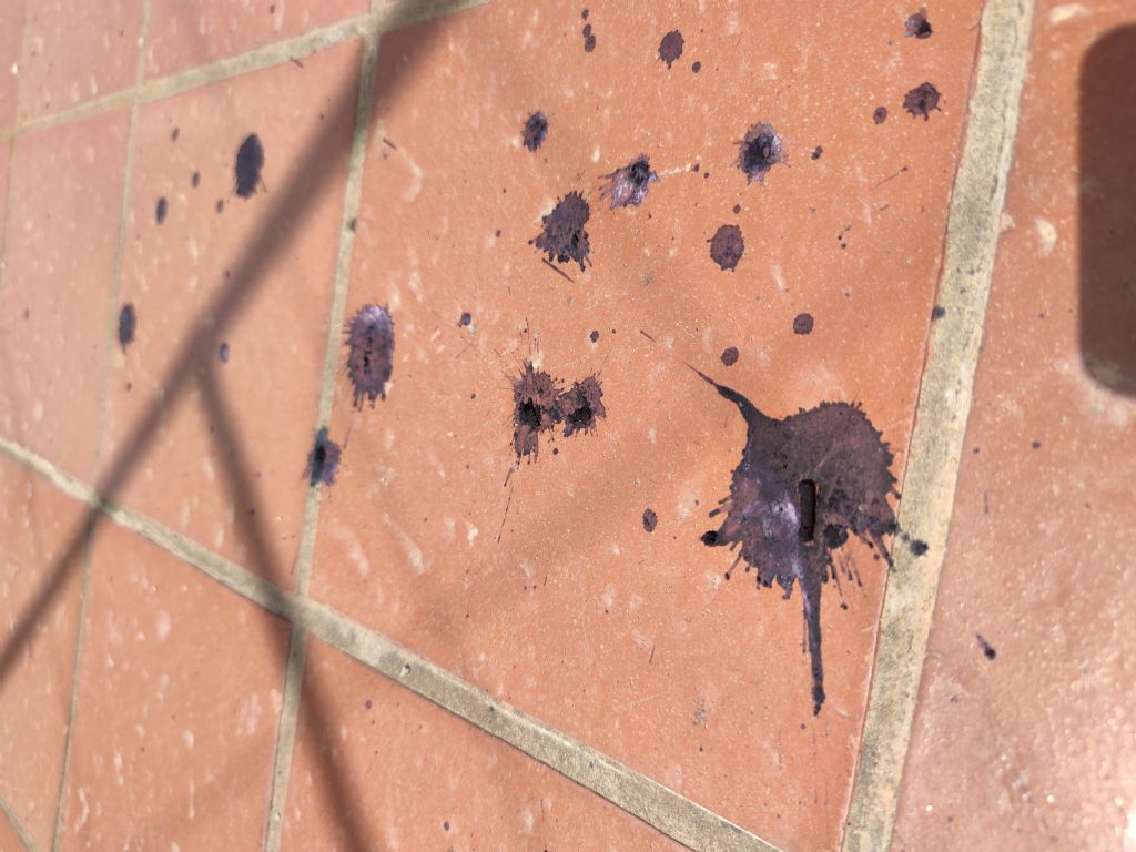 Escrementi su terrazzo