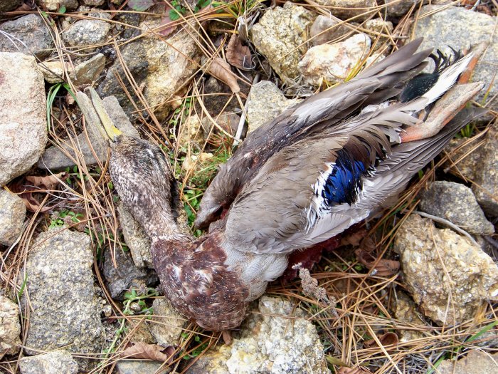 Identificazione uccello acquatico