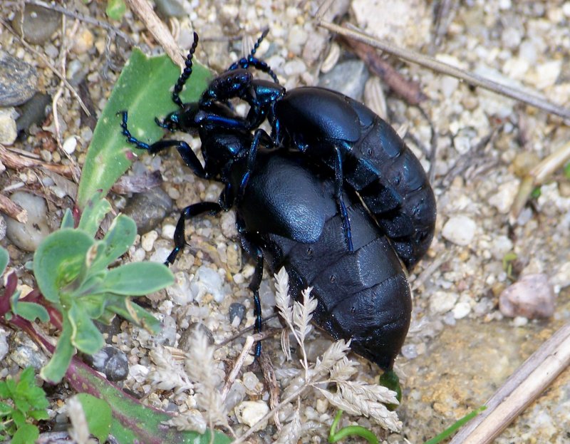 Meloe proscarabaeus (cf.)