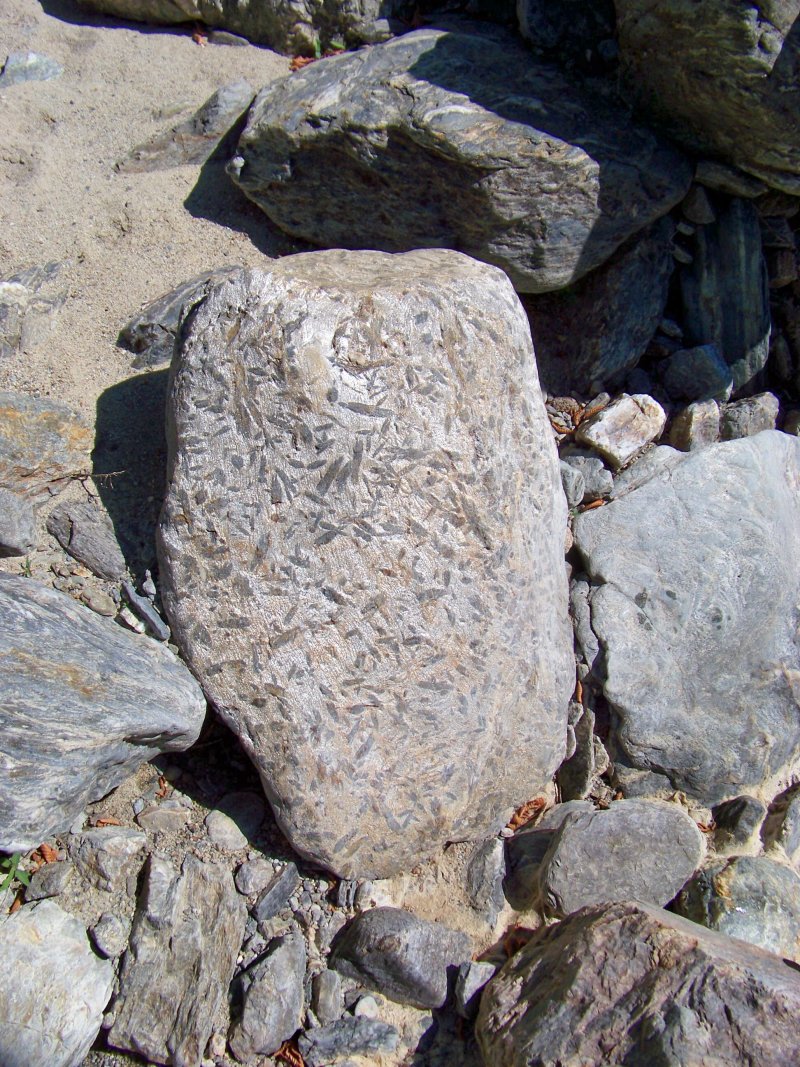 Fossili? No, fenoscristalli in scisto