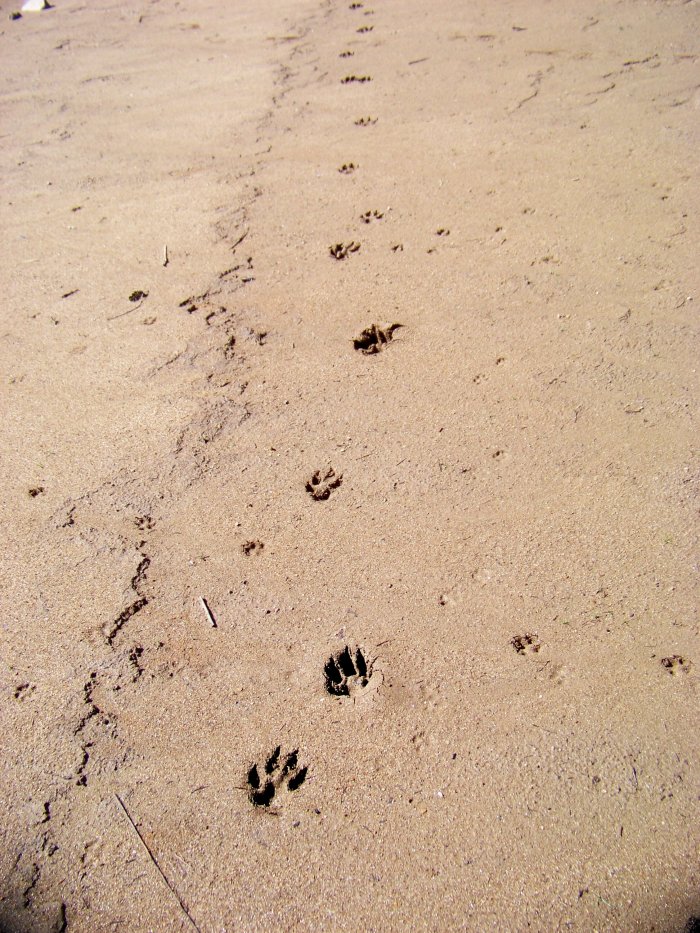 Lupa o cagna con cucciolo al seguito?