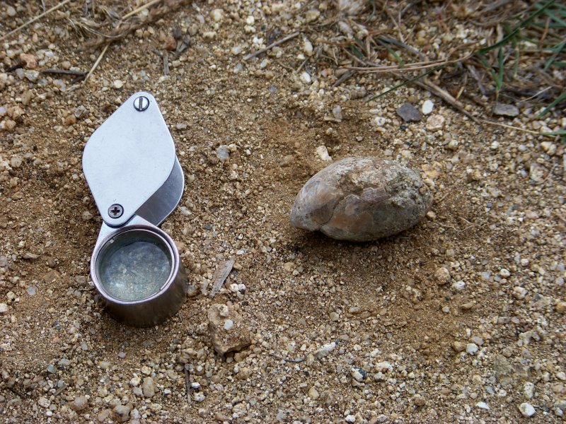 Fossili miocenici crotonesi da determinare