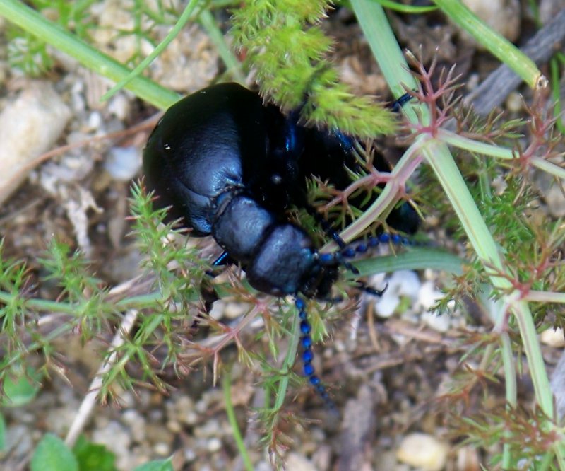 Meloe proscarabaeus (cf.)