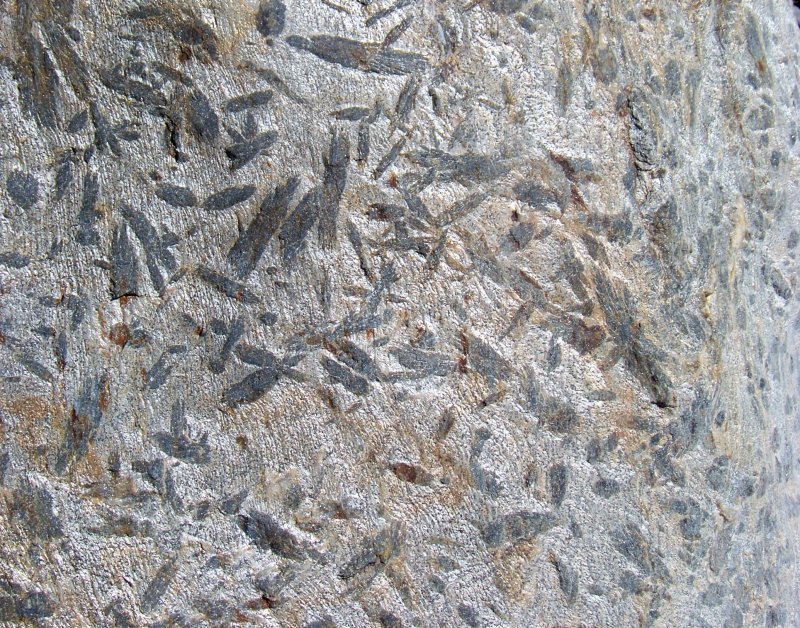 Fossili? No, fenoscristalli in scisto