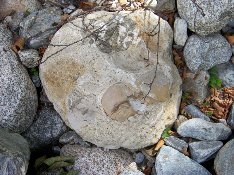 Fossili? No, fenoscristalli in scisto