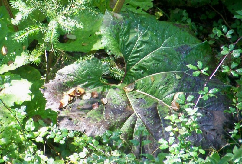 Petasites hybridus (Asteraceae)