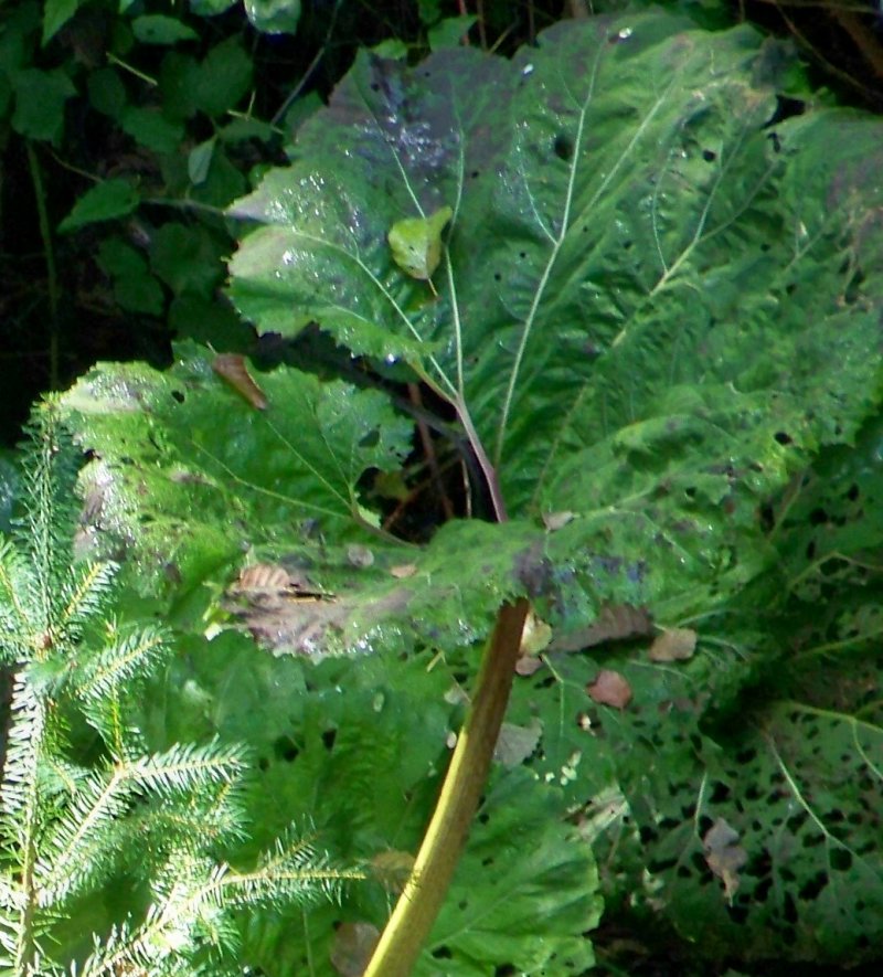 Petasites hybridus (Asteraceae)