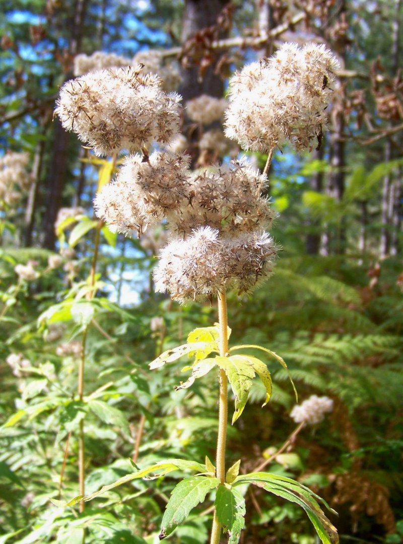 Sila Piccola - Eupatorium cannabinum in frutto