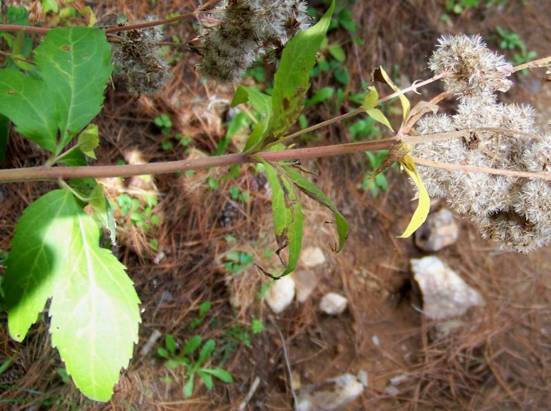 Sila Piccola - Eupatorium cannabinum in frutto