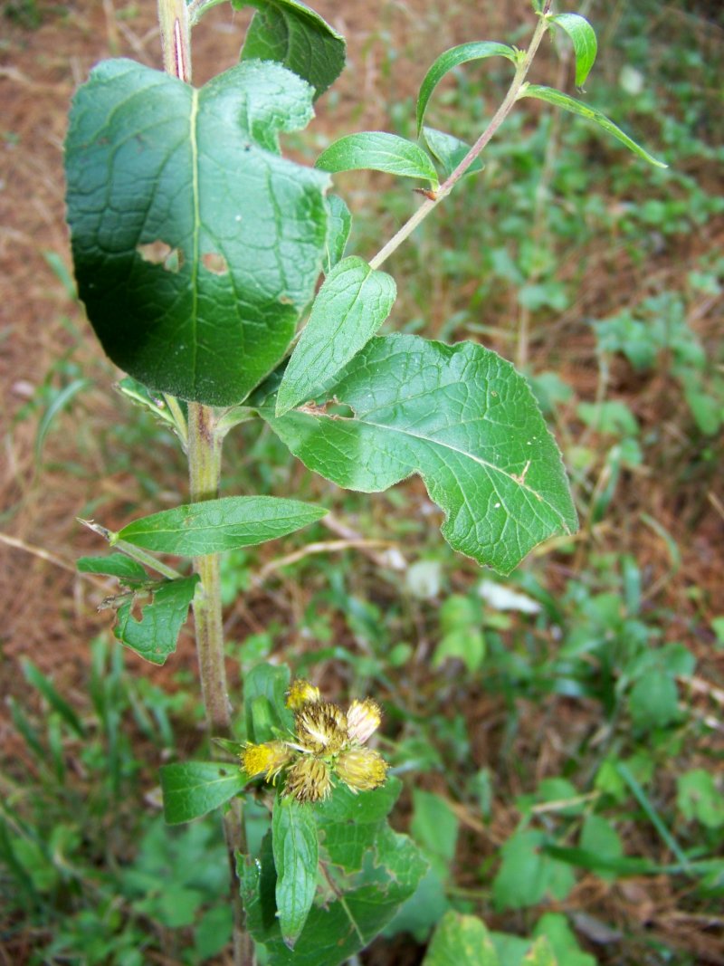 Sila Piccola  - Inula  conyzae