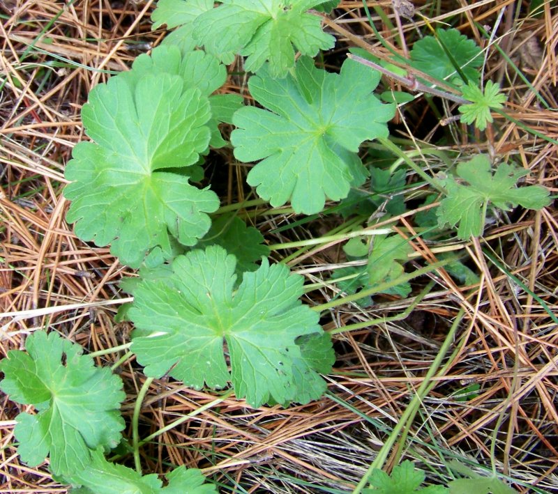 Sila Piccola - Geranium cfr. rotundifolium