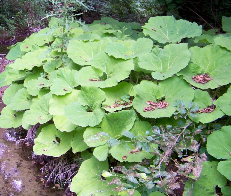 Petasites hybridus (Asteraceae)