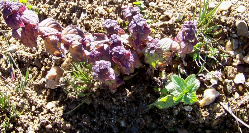 Ajuga reptans