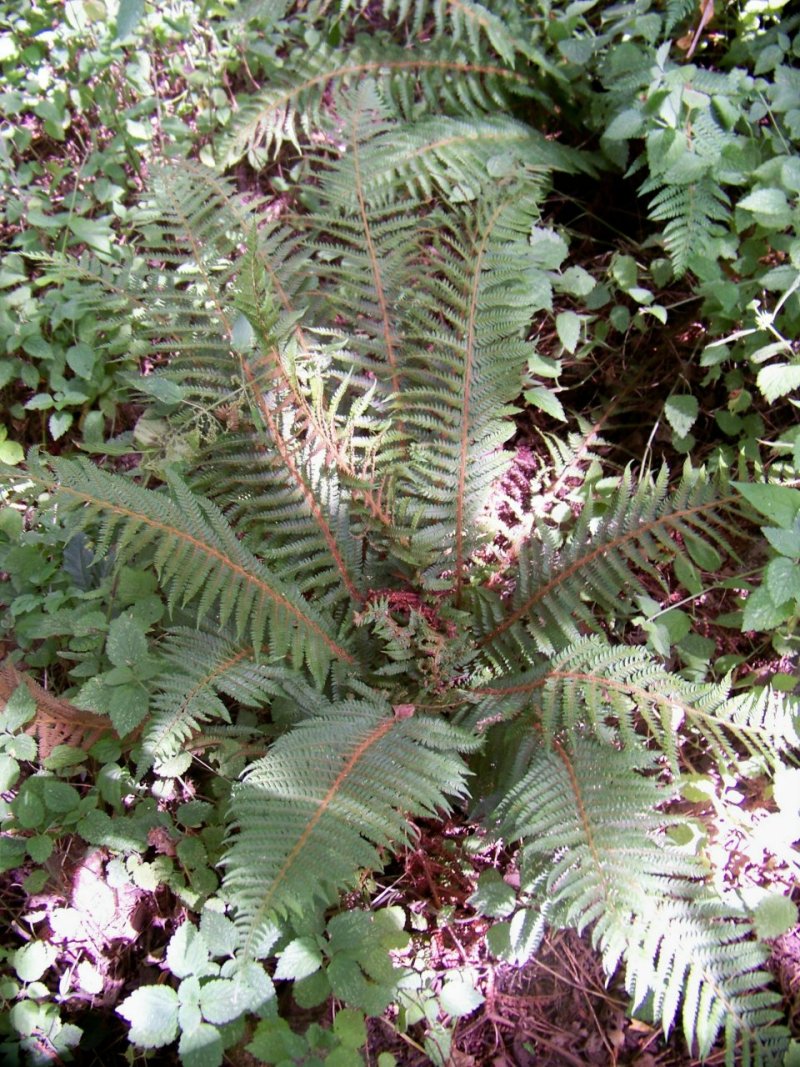 Dryopteris sp.
