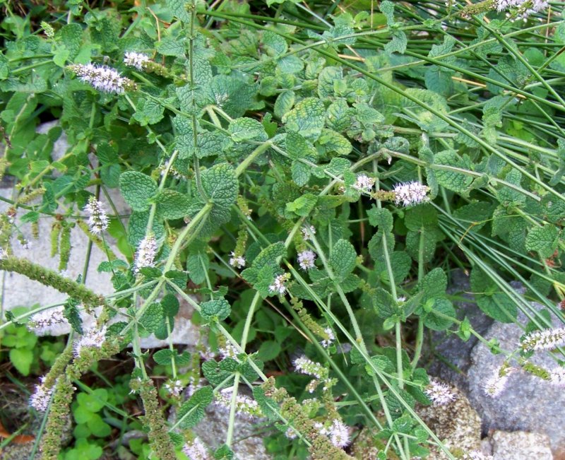 Mentha spicata ? e altro da determinare